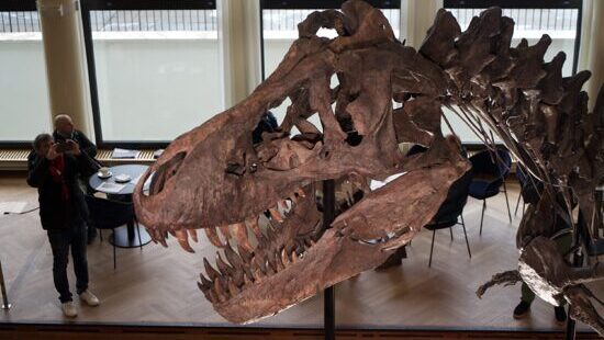Wenn der T-Rex zubiss, hatte er bis zu 5 Tonnen Druck auf nur einem Zahn. 